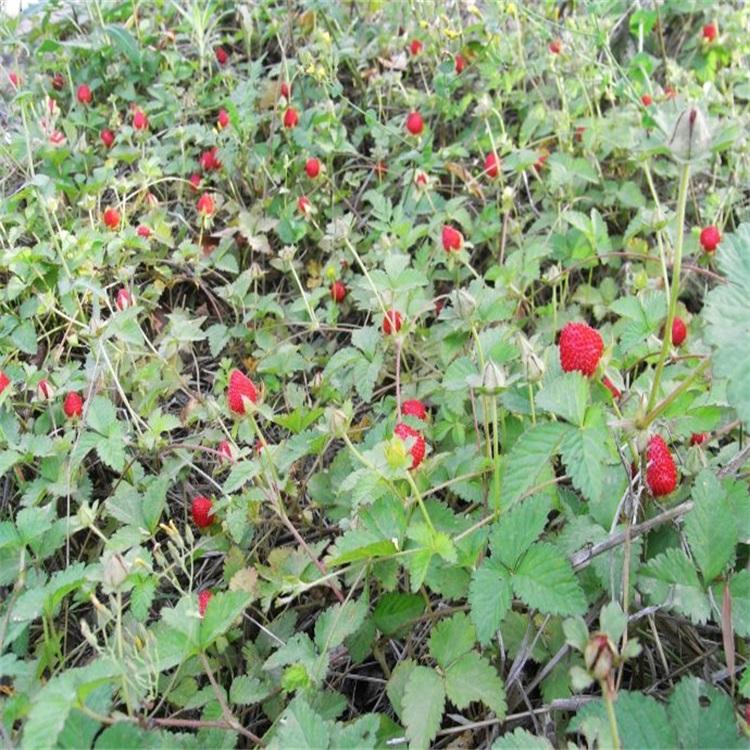 蛇莓   蛇莓小苗基地   蛇莓价格  蛇莓苗圃供应商
