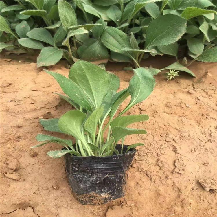 青州黑心菊基地  黑心菊价格