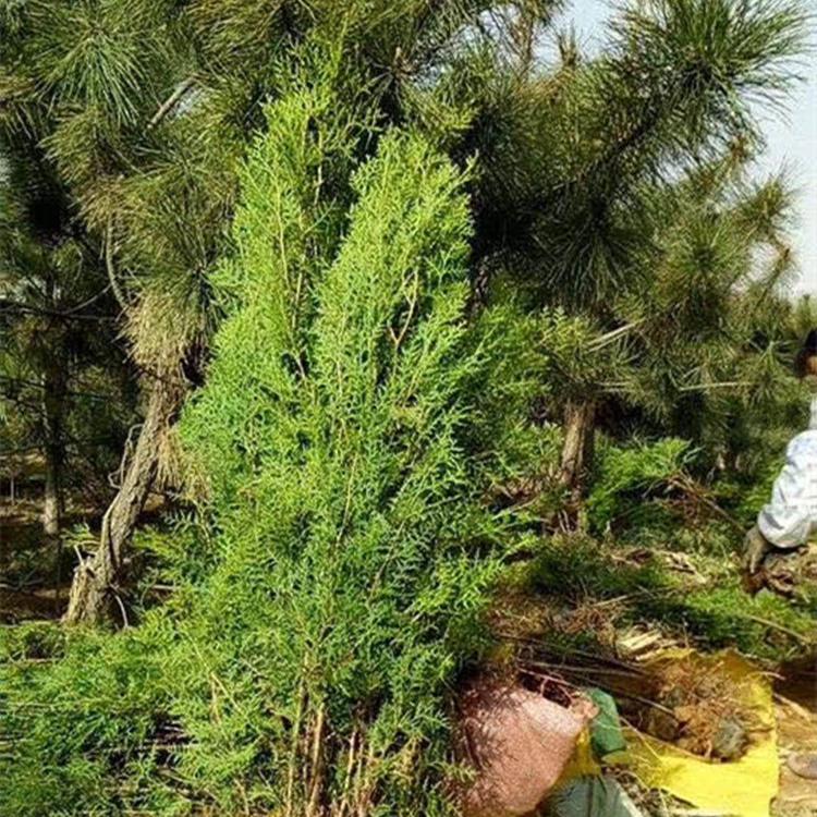 侧柏批发商 基地直销侧柏绿化小苗 大量现货 侧柏报价