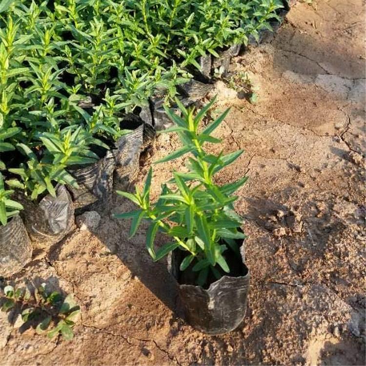千屈菜批发 千屈草种植 观花千屈菜现货供应 千屈菜报价