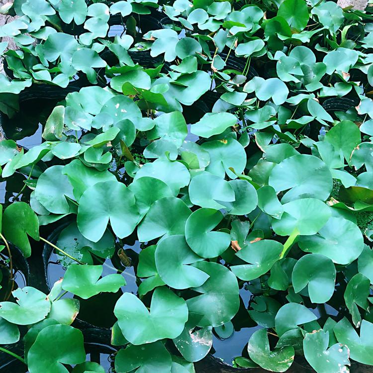 同丰水生荷花  观赏荷花   水生植物荷花基地