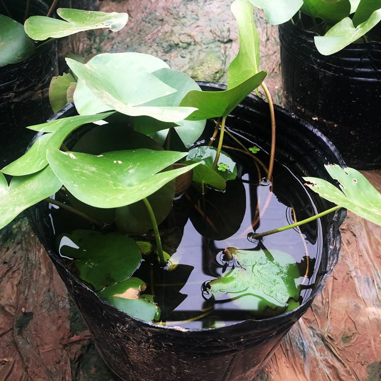 临沂荷花   荷花苗   睡莲订购