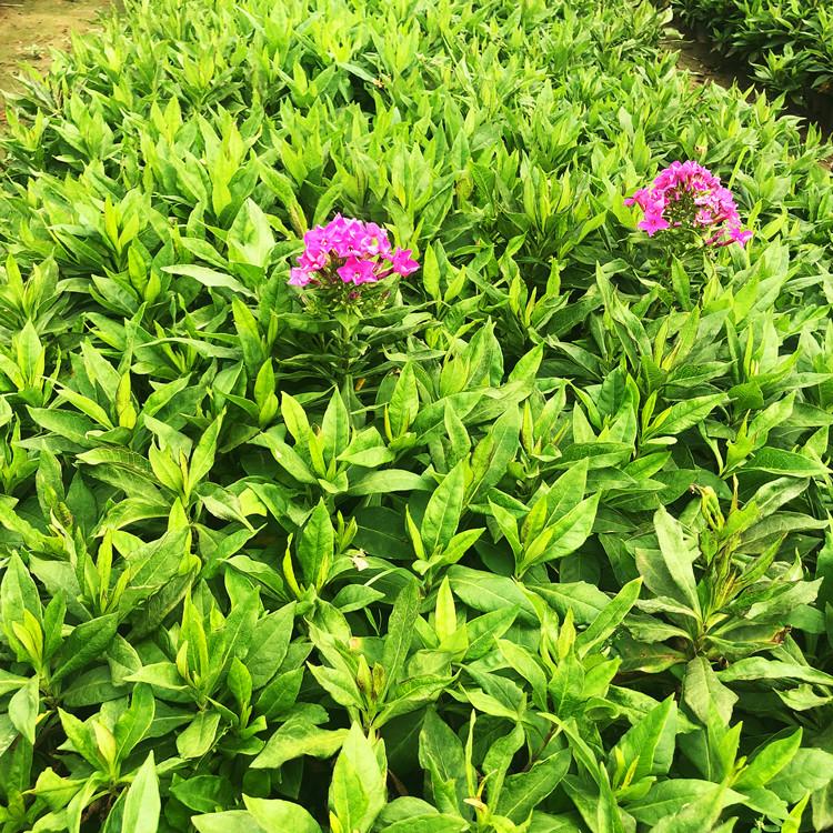 青岛大花福禄考   丛生福禄考  宿根花卉基地  价格公道