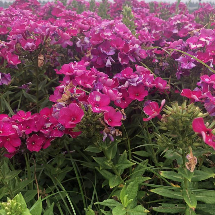 潍坊大花福禄考   丛生福禄考  宿根花卉基地  价格合理