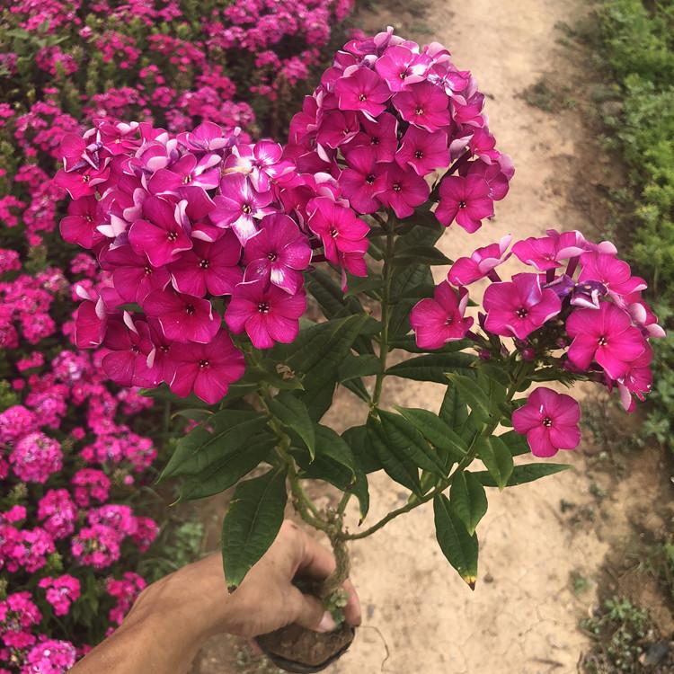 潍坊福禄考  宿根花卉   丛生福禄考定制  优惠多多