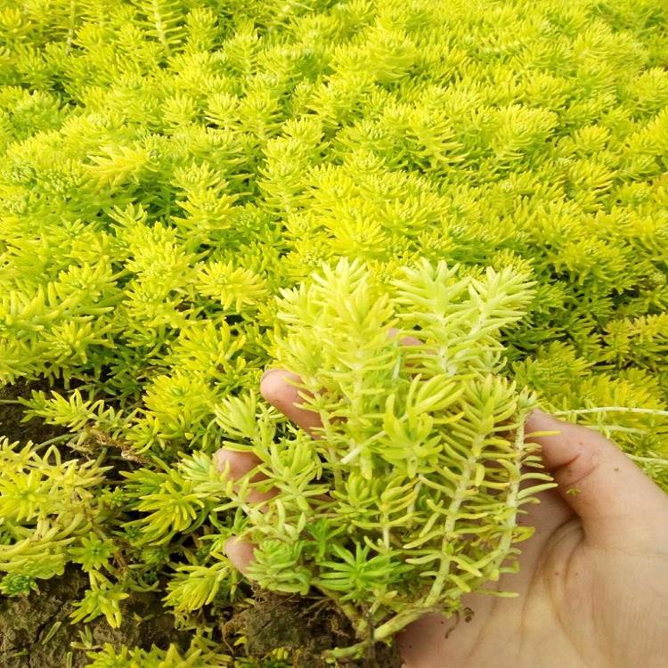 基地直供 佛甲草种植基地 山东佛甲草