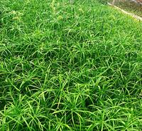 威海旱伞   水生植物  旱伞苗供应