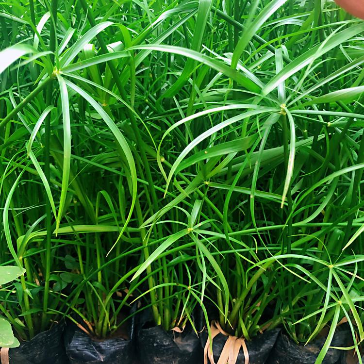 德州旱伞   水生植物  旱伞苗价格