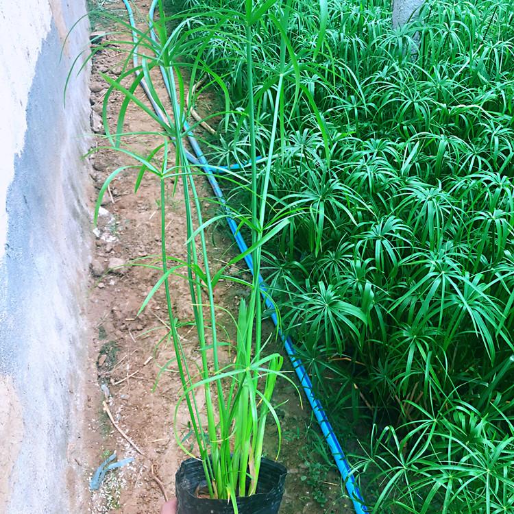 临沂旱伞   水生植物  旱伞苗供应