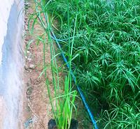 临沂旱伞   水生植物  旱伞苗供应