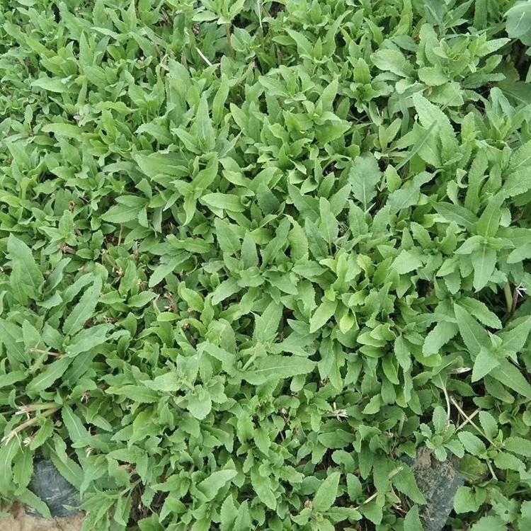 地被鼠尾草批发商 保质保量 基地直销鼠尾草