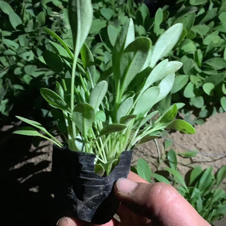 地被鼠尾草价格 质量好的地被鼠尾草-鑫国园林直销