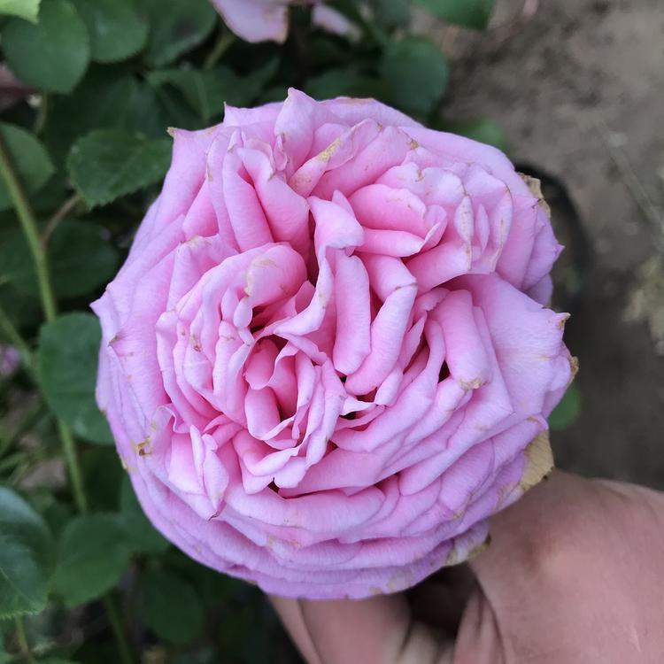 品种月季基地直销 山东宿根花卉供应商 月季花低价出售
