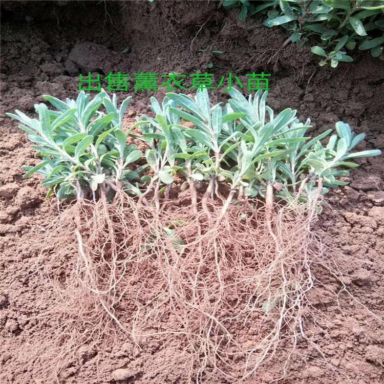 薰衣草小苗 薰衣草阳台用苗 承玉花卉