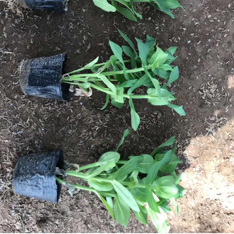 百日草批发商 青州百日草 山东草花基地