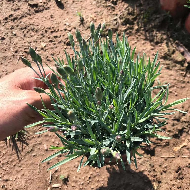 彩虹石竹供应商 山东彩虹石竹供应商 量大价优