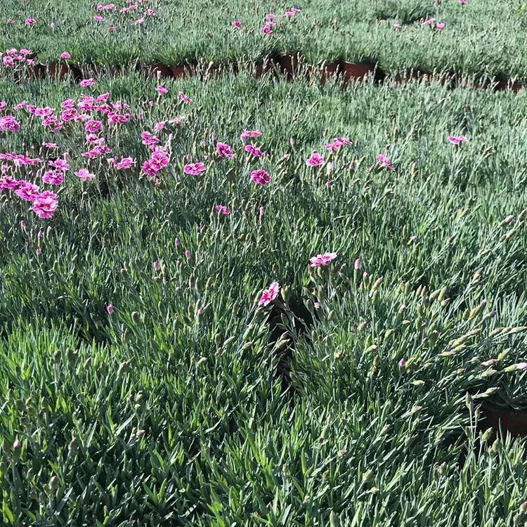彩虹石竹种植基地 山东彩虹石竹种植基地 价格优惠