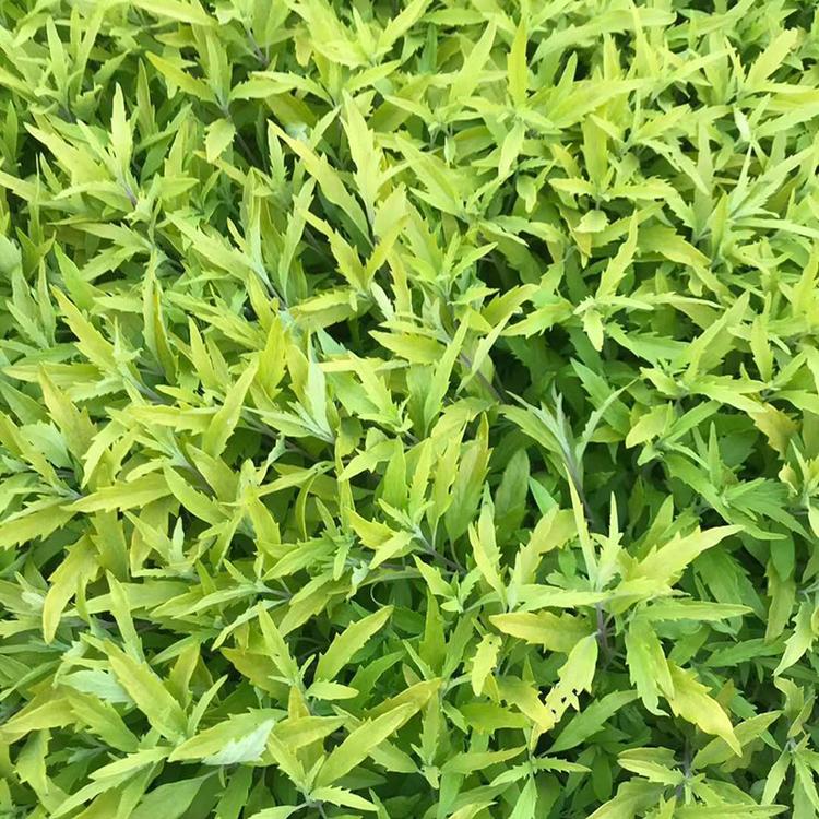 金叶莸价格 金叶莸种植基地 山东金叶莸批发价格 香泽