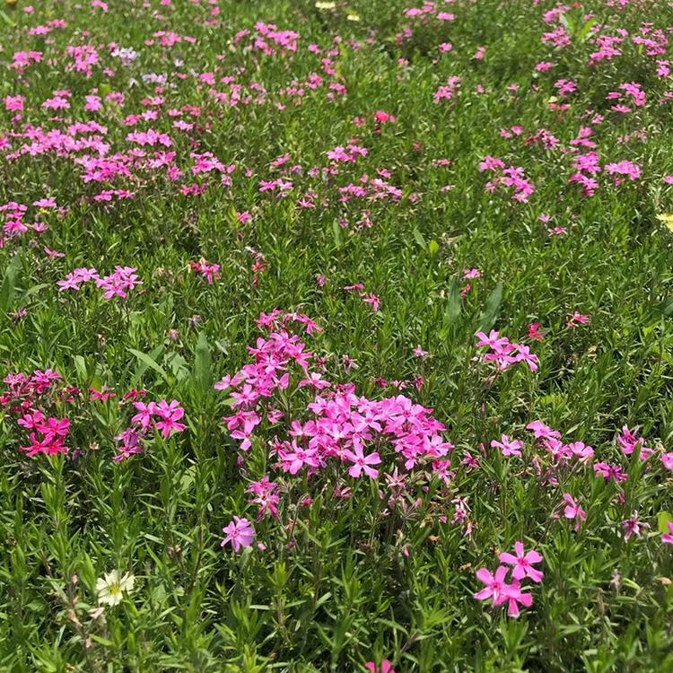 芝樱小苗 芝樱杯苗 芝樱种植基地 芝樱花价格