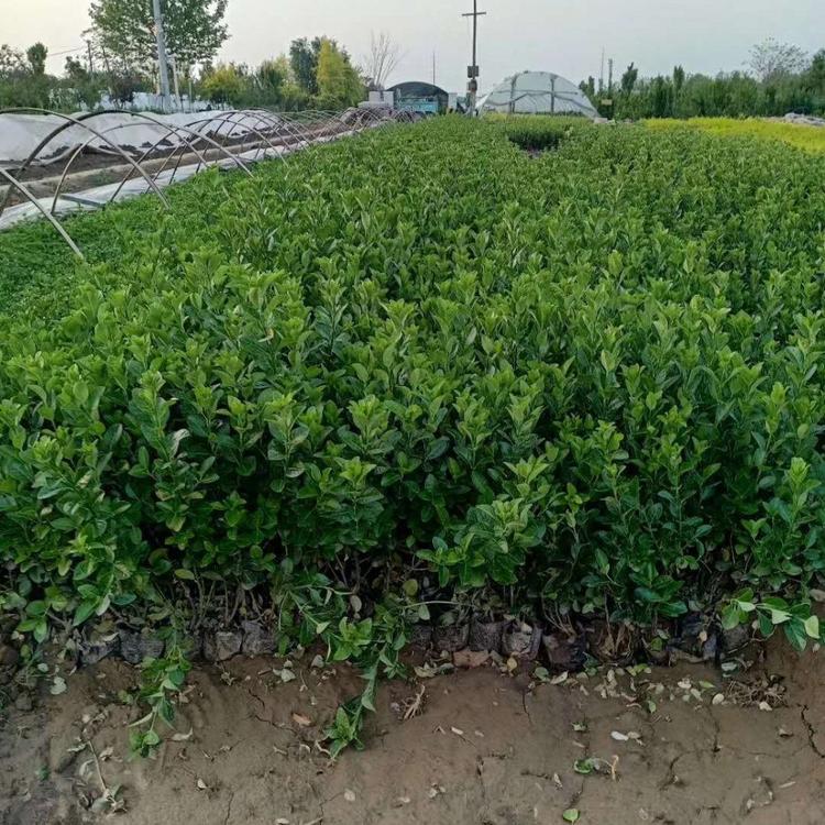 青州卫矛基地卫矛批发上盆卫矛价格