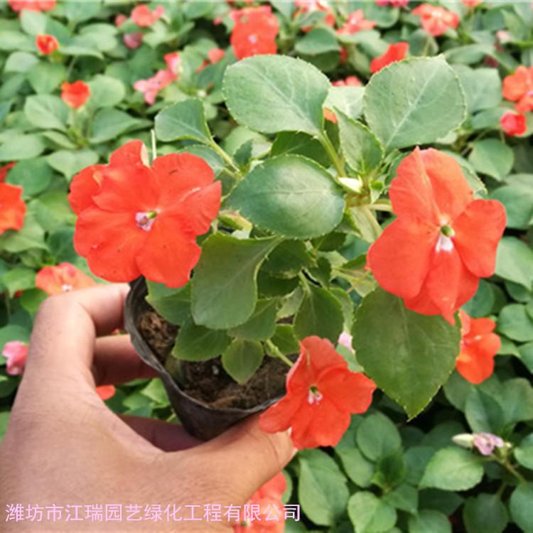 凤仙花 凤仙花小苗 草花基地