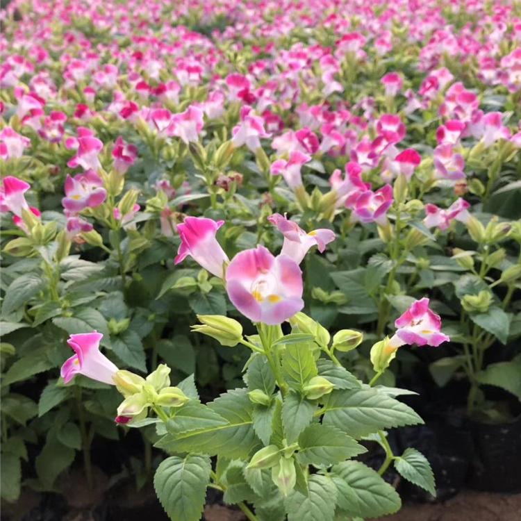 夏堇种植基地 夏堇价格 夏堇报价 夏堇供应