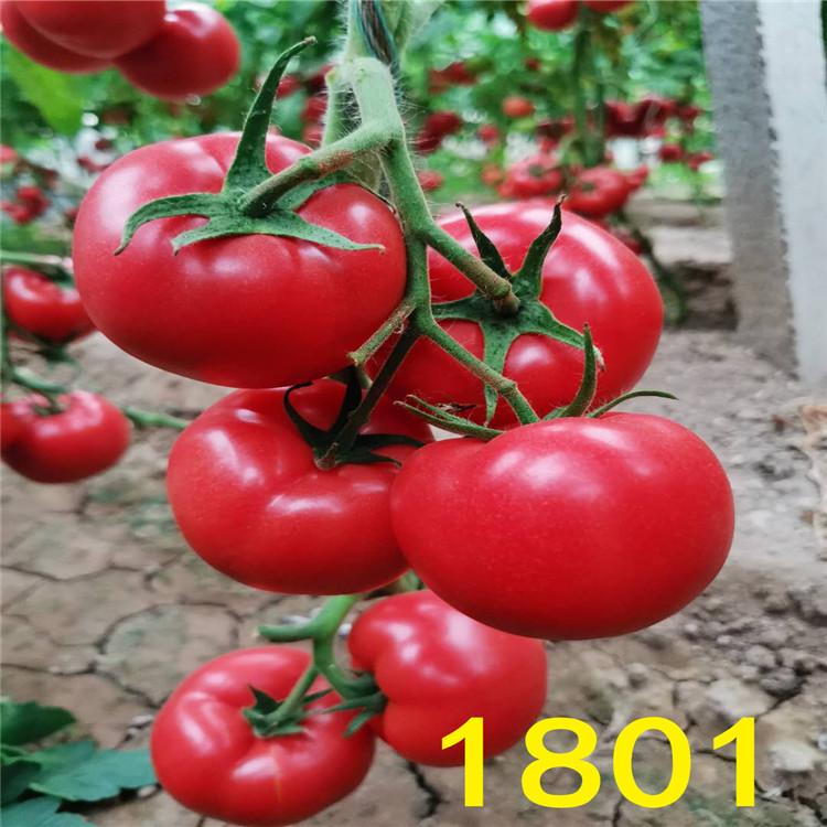 1801系列 粉红果番茄种子/种苗供应商  旭冉农业  品质好