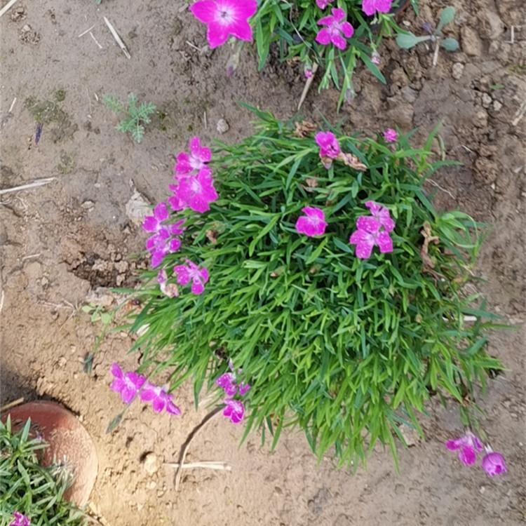 欧石竹 欧石竹基地