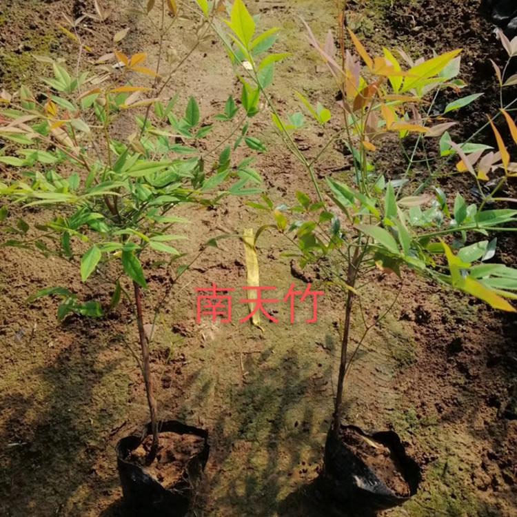 南天竹 应季苗木 青州花卉批发基地南天竹 火焰南天竹批发价格