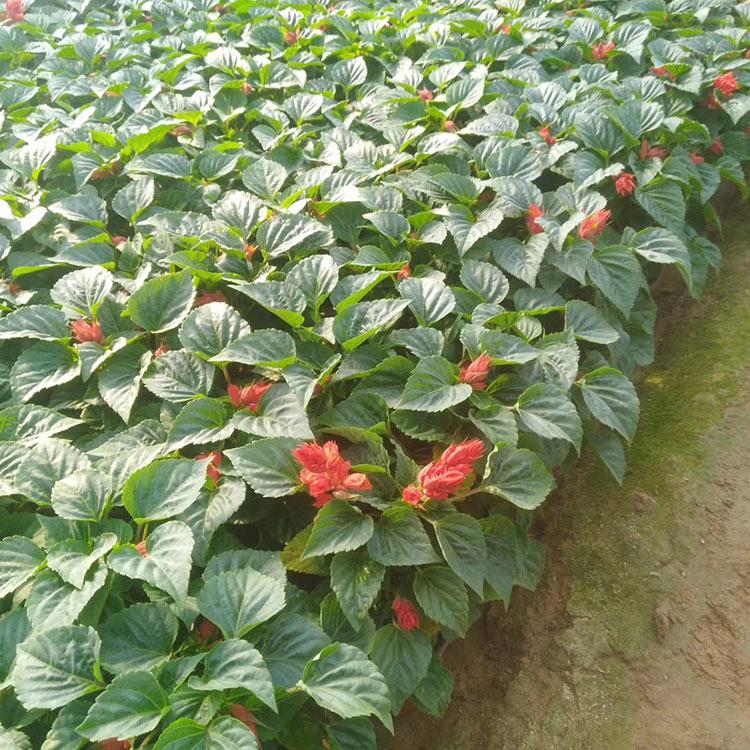 直销一串红 开春好苗子一串红杯苗 青州草花批发