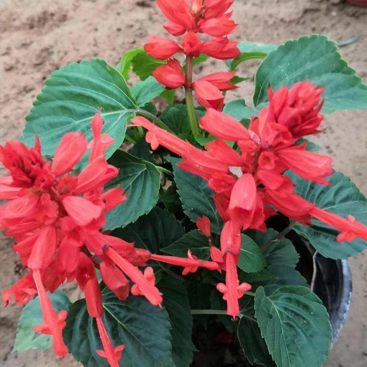 一串红价格 早春预定中一串红小苗 青州宿根草花批发
