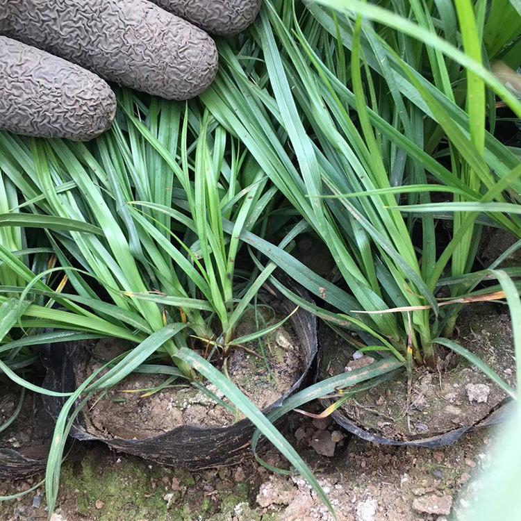 青绿苔草杯苗 青绿苔草杯苗报价 大量供应