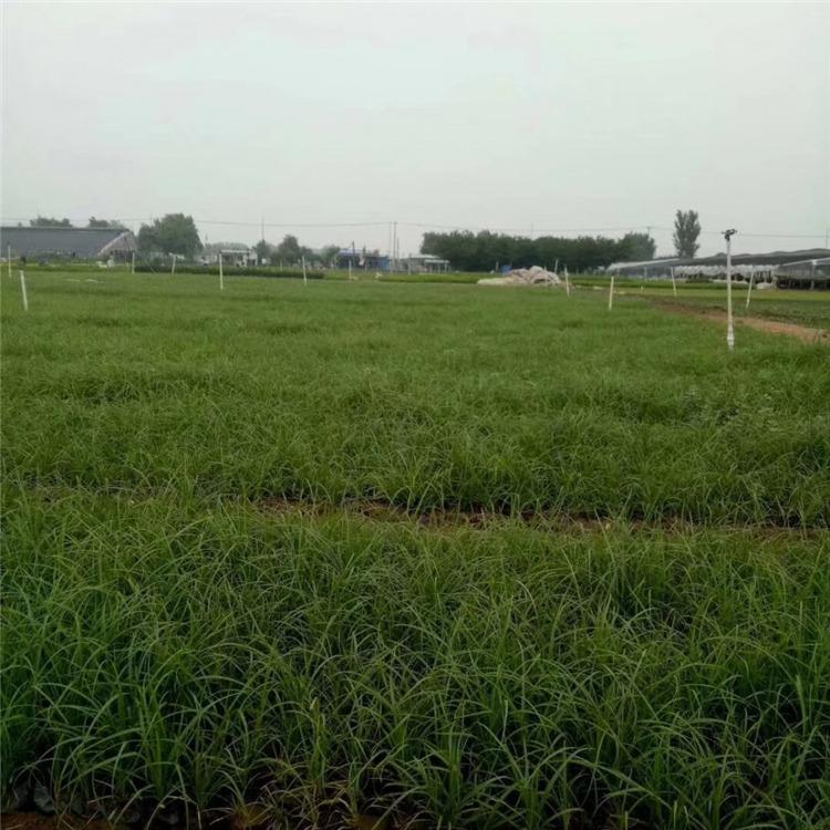 地被绿化用 青绿苔草杯苗 青州青绿苔草杯苗