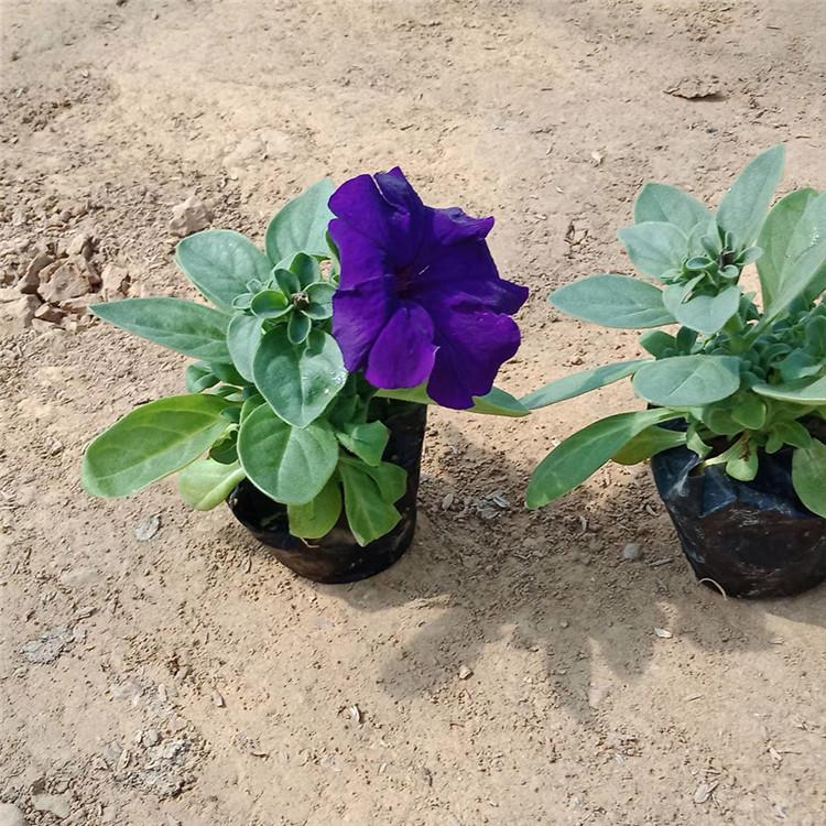 矮牵牛小苗 基地供应 矮牵牛基地