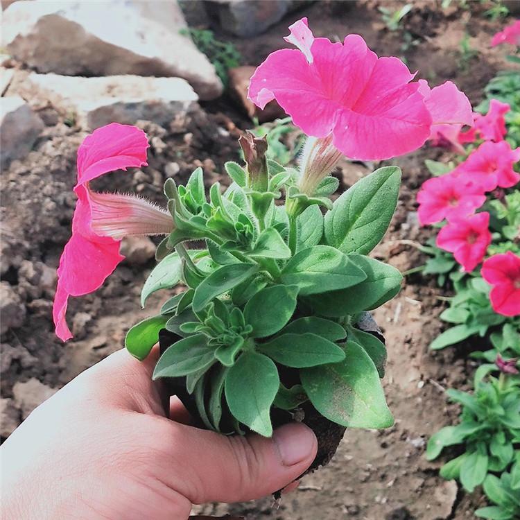 牵牛 好苗预定中 矮牵牛腾骏花卉大量供应