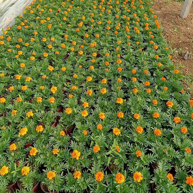 孔雀草批发 青州孔雀草苗 批发基地