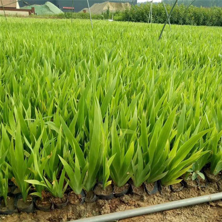 山东老鸢尾 老鸢尾直销 应季好苗