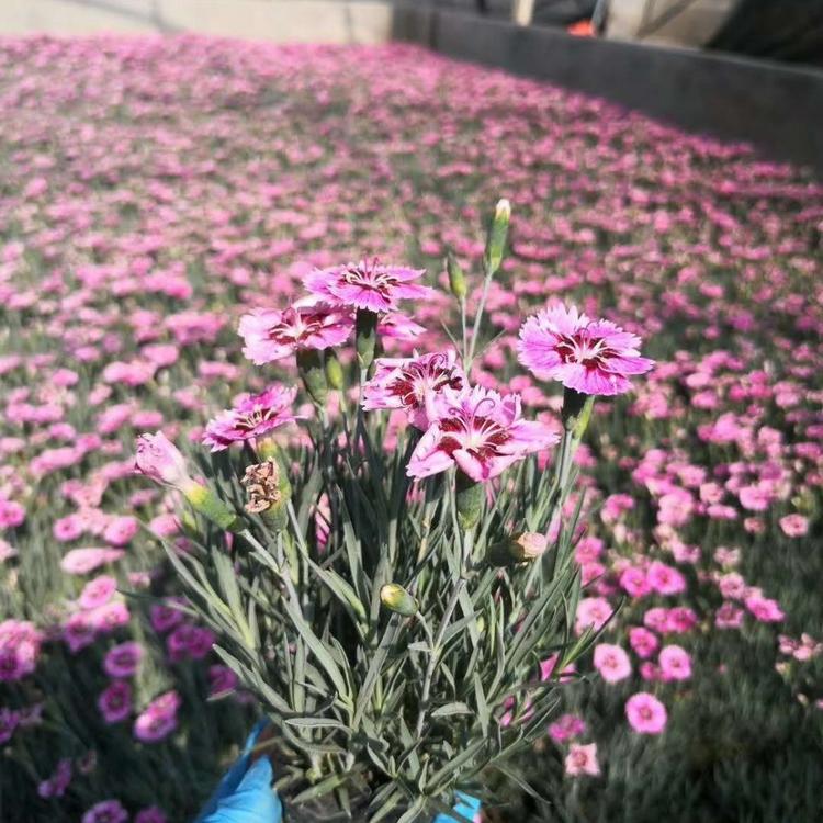 青州彩虹石竹 种植基地供应彩虹石竹 欧石竹价格