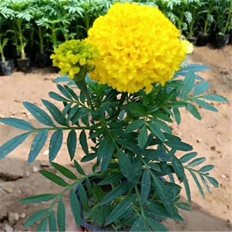万寿菊供应商 山东万寿菊 欢迎致电