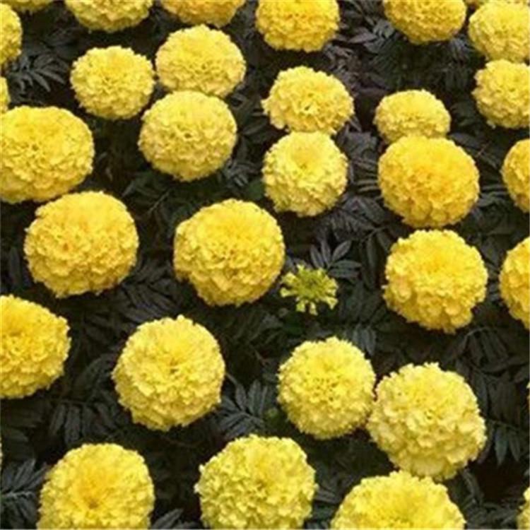 万寿菊批发价格 基地直销万寿菊 量大从优