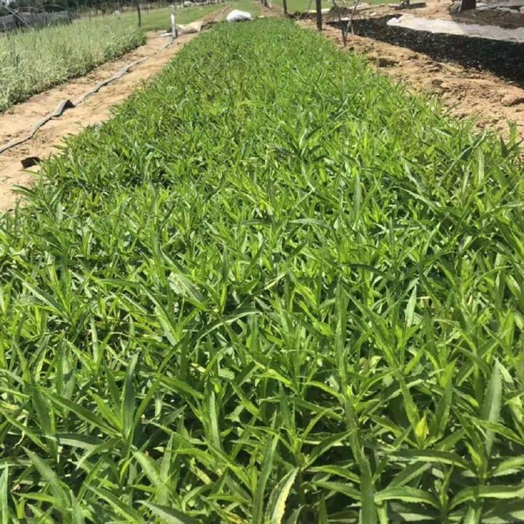 常年供应时令草花 盛航 假龙头供货商