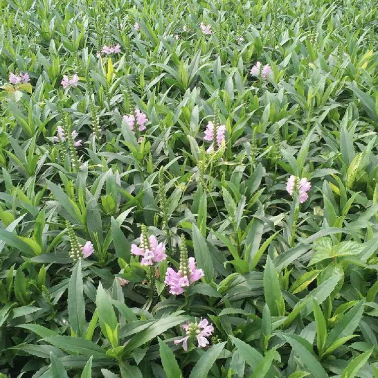 我苗圃批发假龙头青州假龙头种植基地盛航花卉