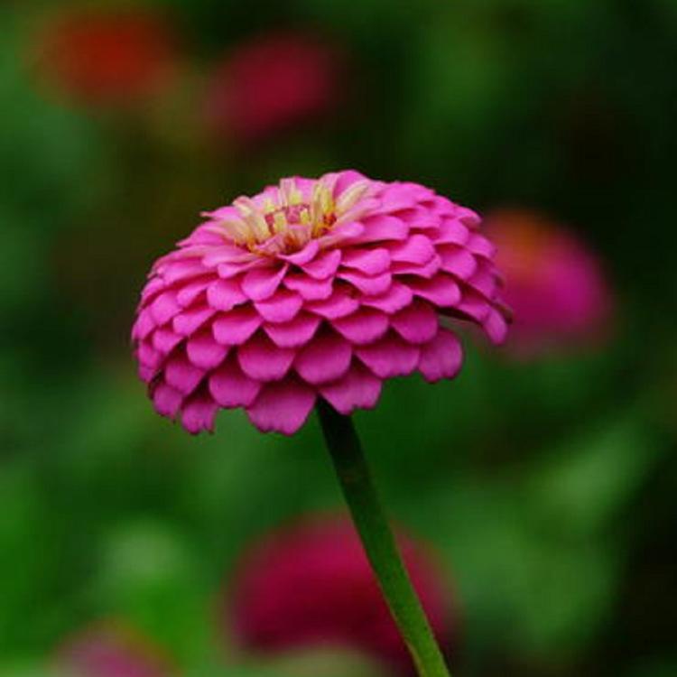 百日草 小精灵农业基地种植百日菊