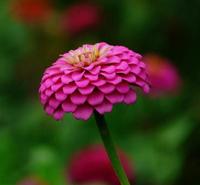 百日草 小精灵<em>农业</em>基地种植百日菊