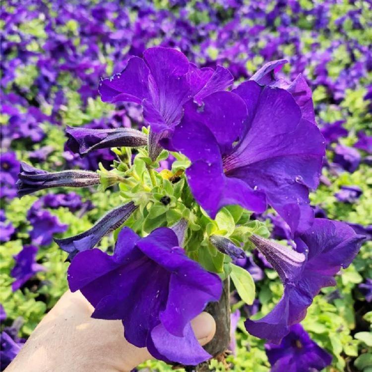 蓝牵牛价格  山东蓝牵牛报价  蓝牵牛种植基地