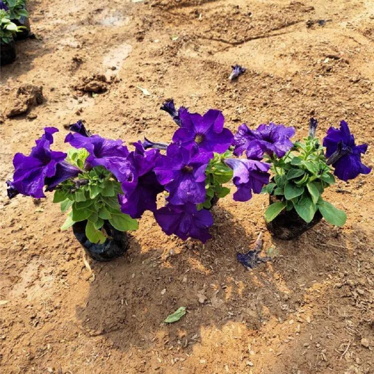 蓝牵牛种植 青州草花培育基地 蓝牵牛供应商 量大从优