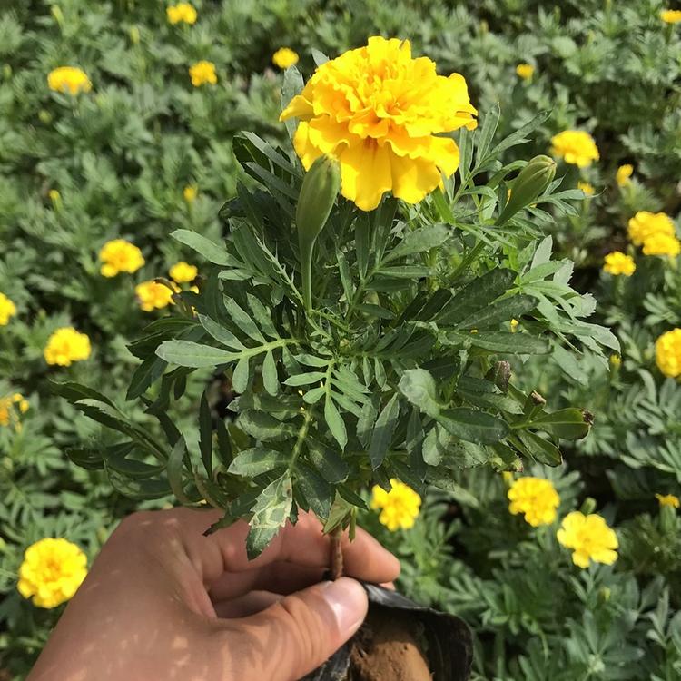 好货出售 孔雀草种植基地 地邦草花批发商