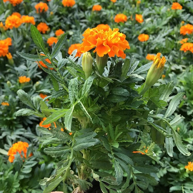 我苗圃批发 孔雀草 孔雀草小苗批发商
