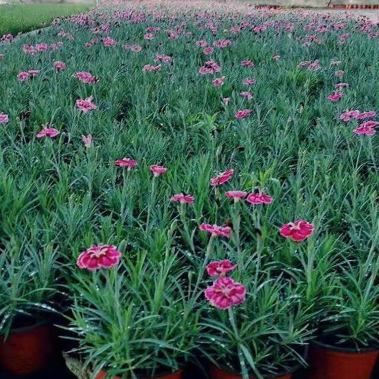 彩虹石竹种植基地 山东彩虹石竹 基地大量供应