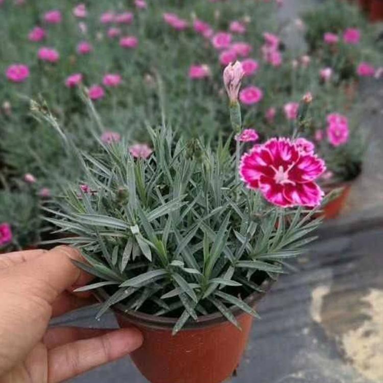 彩虹石竹供应商 山东石竹 宿根花卉基地